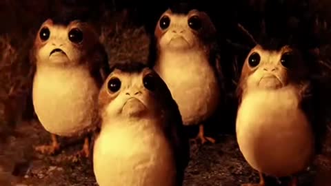 Cute Porg Gif