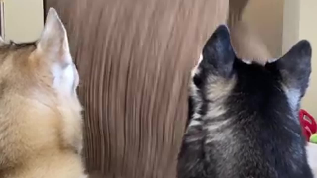 Huskies FREAK OUT After Owner VANISHES! #shorts