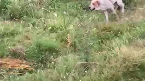 Pakistani Bully Mastiff