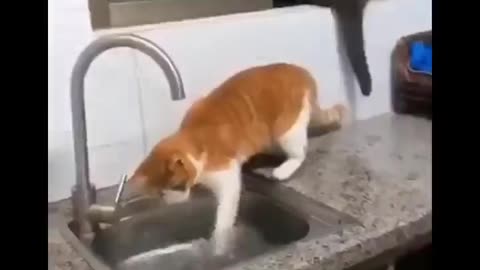 Funniest Cats