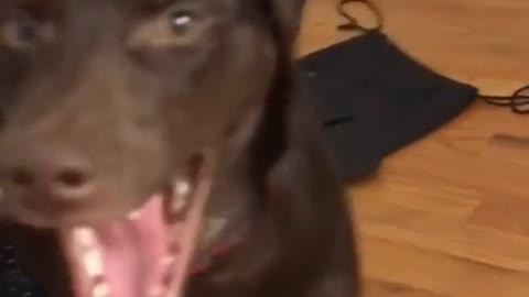 Love those little teefs 😭 #funnydogs
