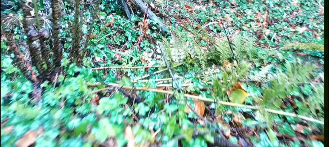 Ancient Pine Forest walk