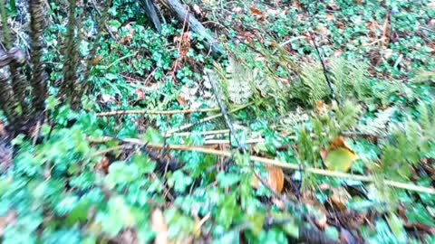 Ancient Pine Forest walk