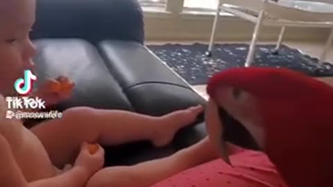 Adorable parrot saying hello to its favorite person