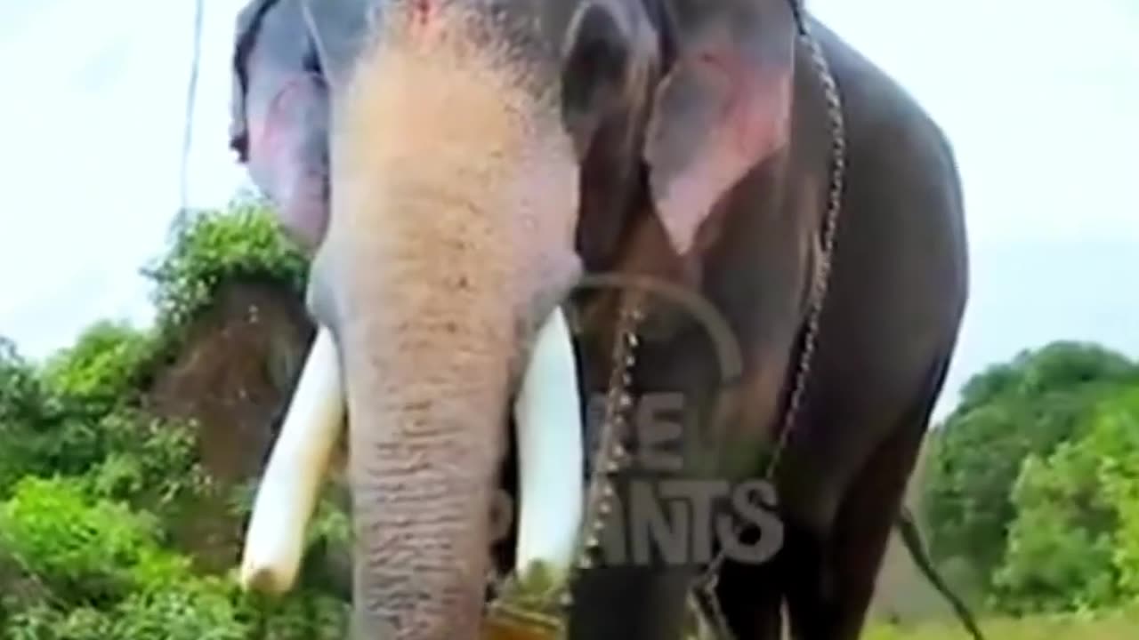 മംഗലാംകുന്ന് അയ്യപ്പൻ
