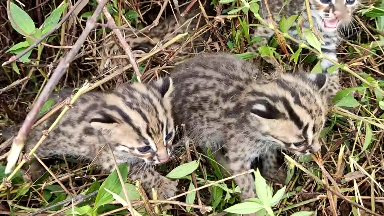 #可爱 #小動物 #山猫