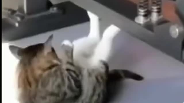 Funny cats videos that make you laugh