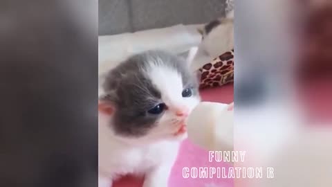 Funny Animals! Funny Cats! Funny Videos! # Short