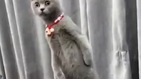 Comedy in cute animals