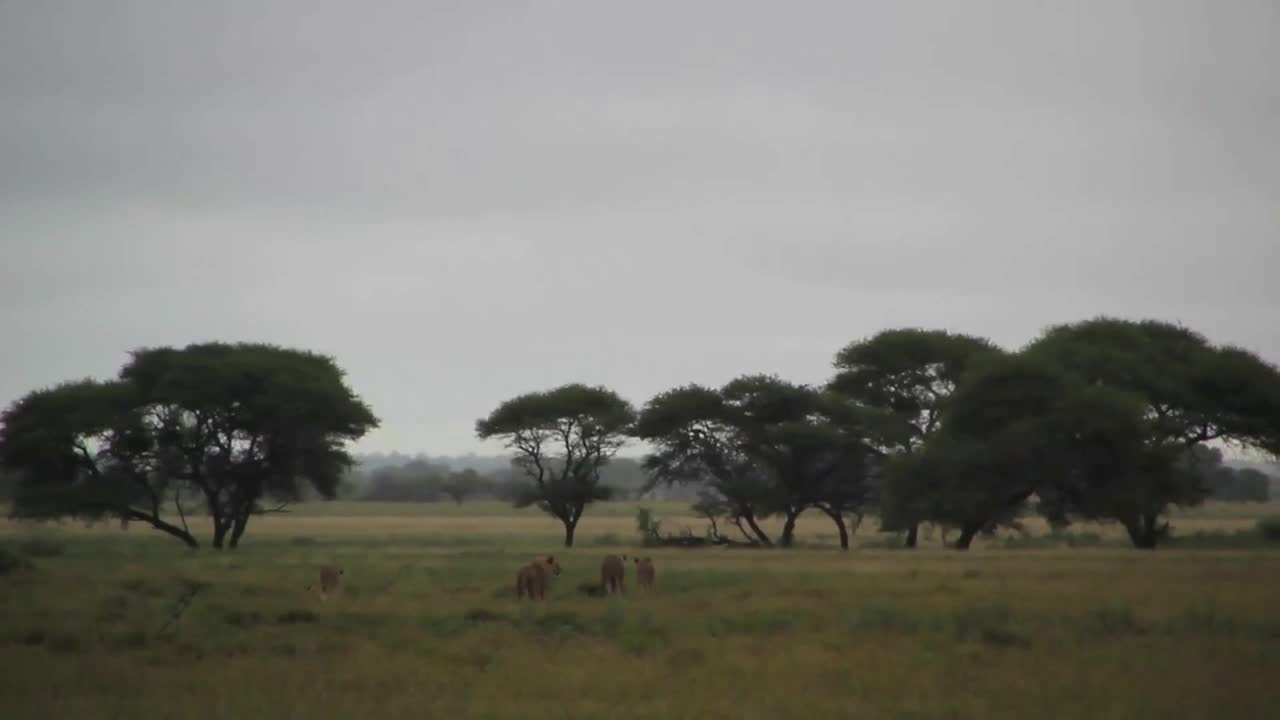 Lion pride and trees