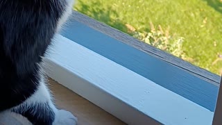 Cat Protects Owner From Dangers of Window Being Open