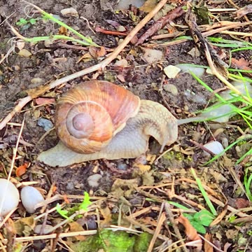 Eine schöne Weinberschnecke / schönen Schnecke in der Natur.