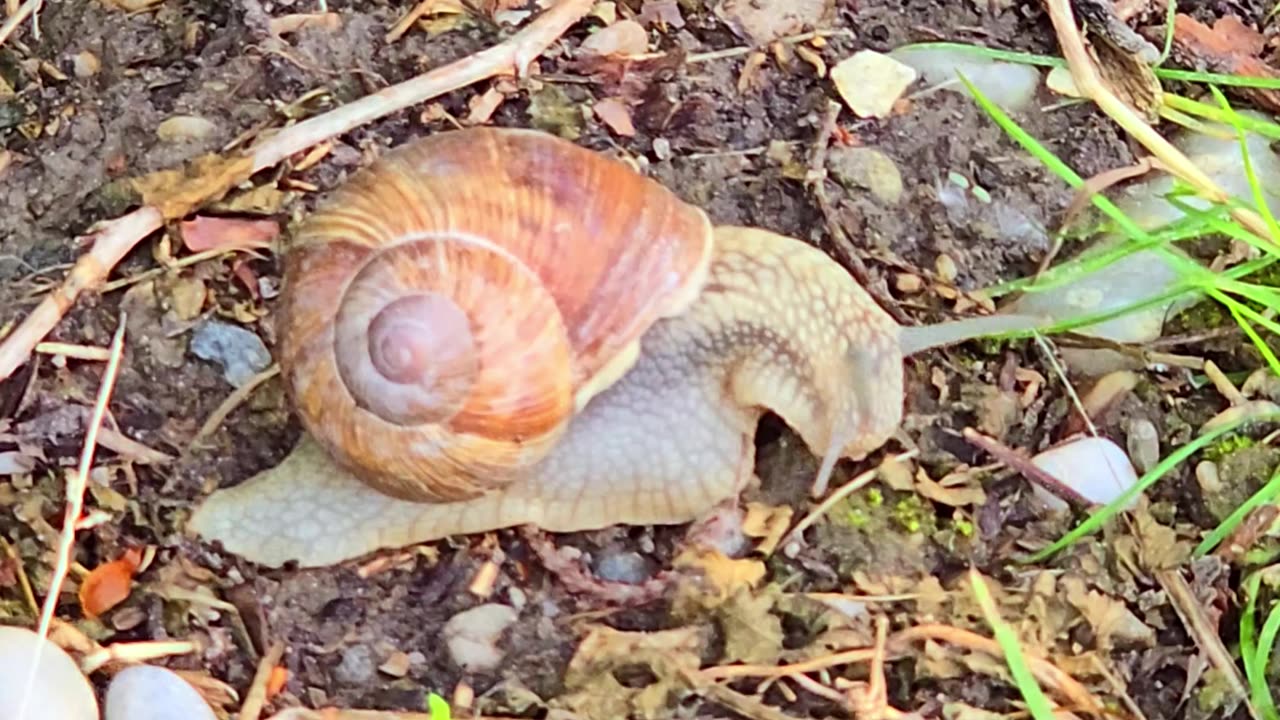 Eine schöne Weinberschnecke / schönen Schnecke in der Natur.