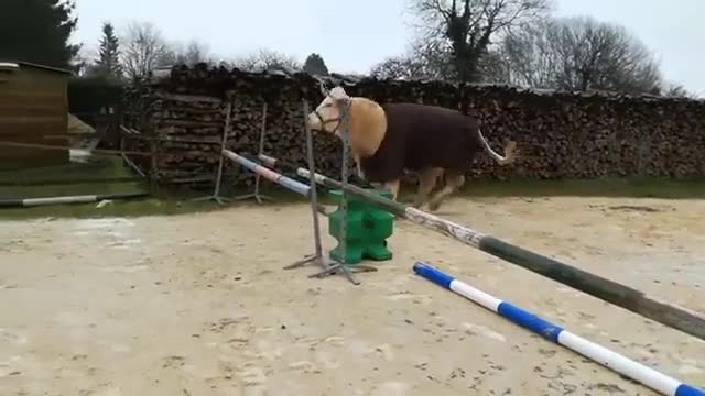 bull pretending to be a horse