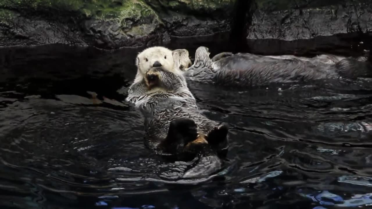 sea otters swimming