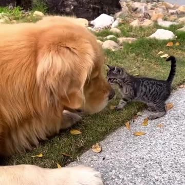Love Between Dog And Cat