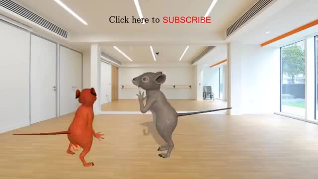 Funny Rat dance