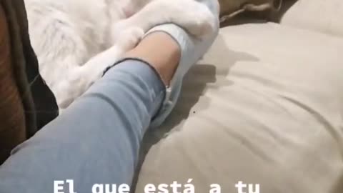 wild animals is to care