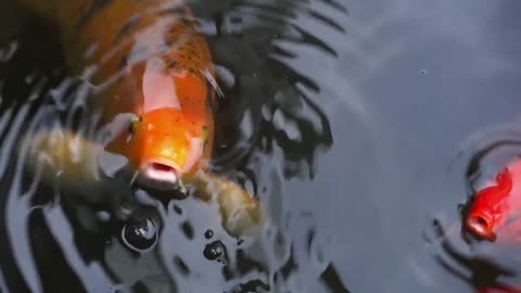 Koi Fish