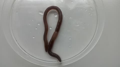 Earthworm in lab 🧫🧪