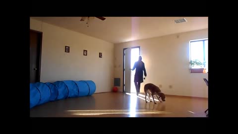 DOG TRAINING