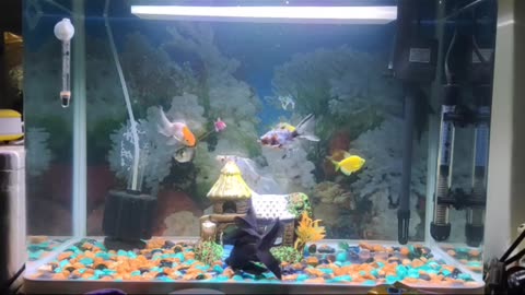 Fresh water aquarium fishes