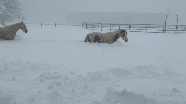 Horses Trudge Through Deep Snow