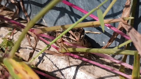 Pickerel Frog