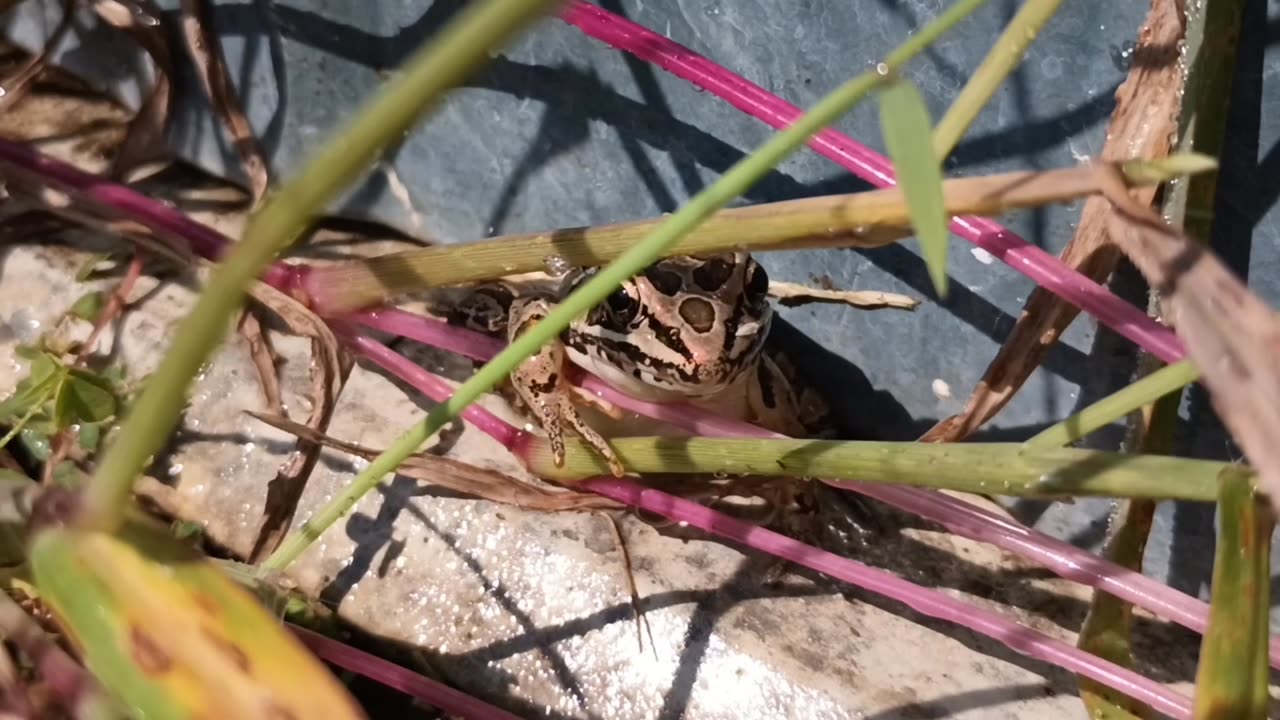 Pickerel Frog