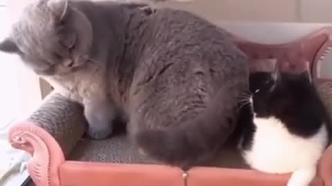 Funny cat