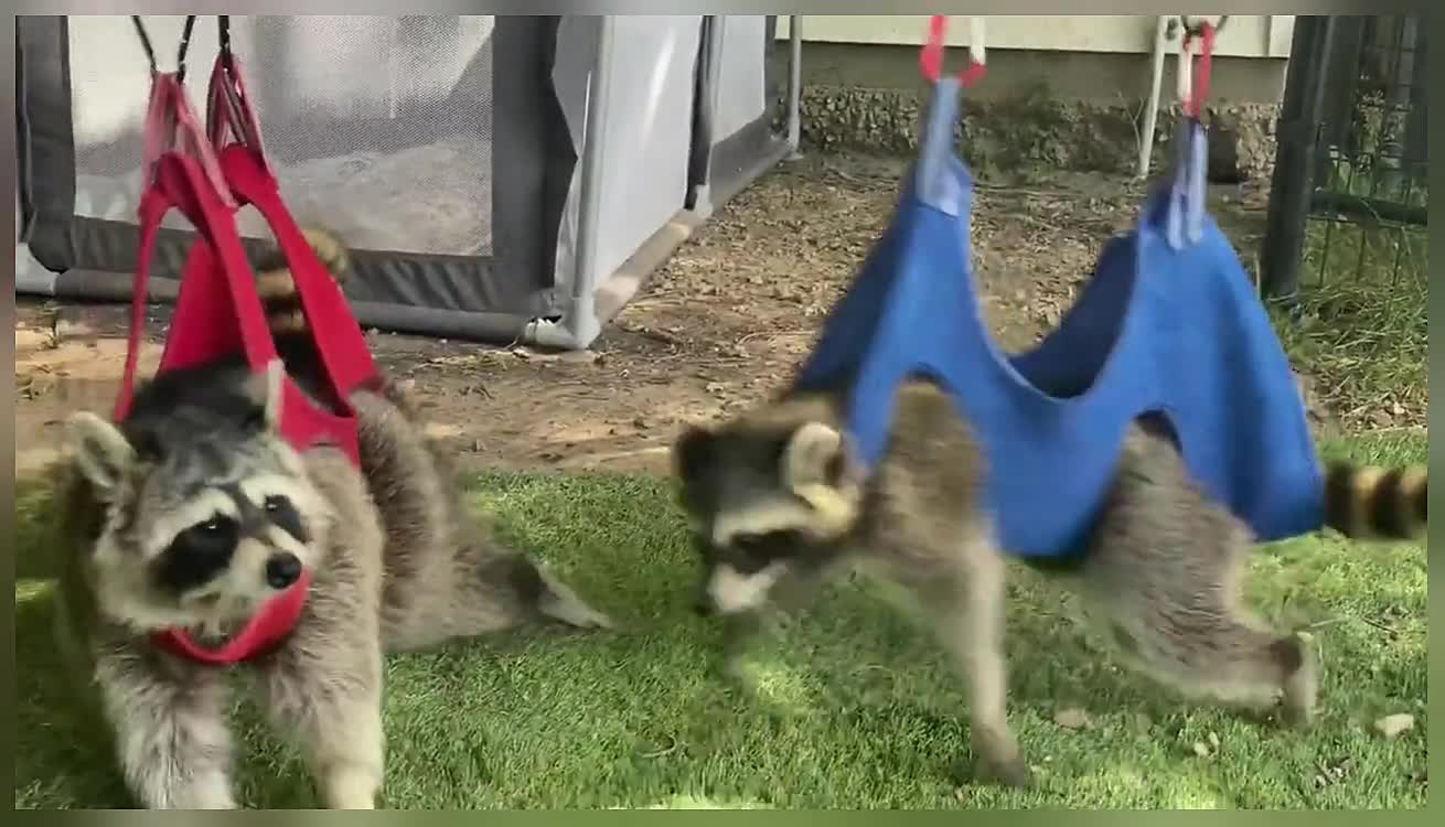 Adorable Raccoon Zip Line Therapy