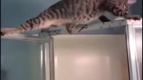 Funny_Animal_Videos__Funny_Animals___Try_not_to_laugh_Shorts
