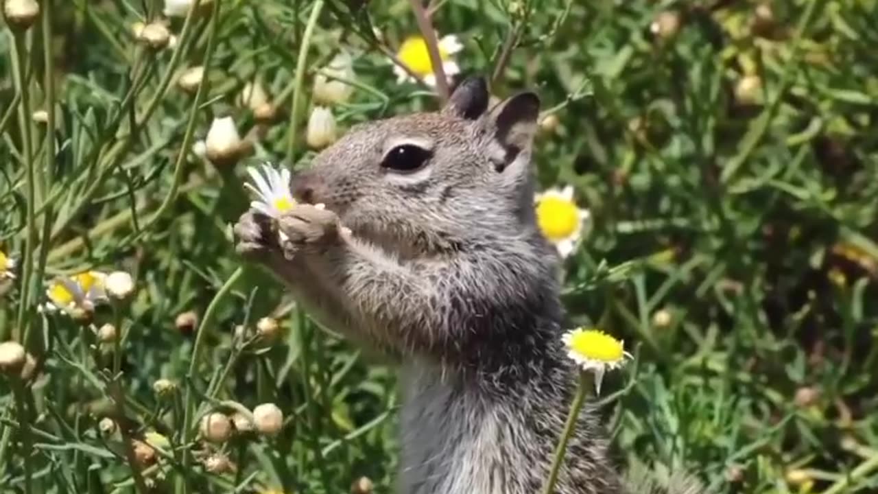 Animal a sunny beautiful video❤️