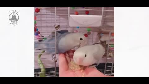 FUNNY VIDEO