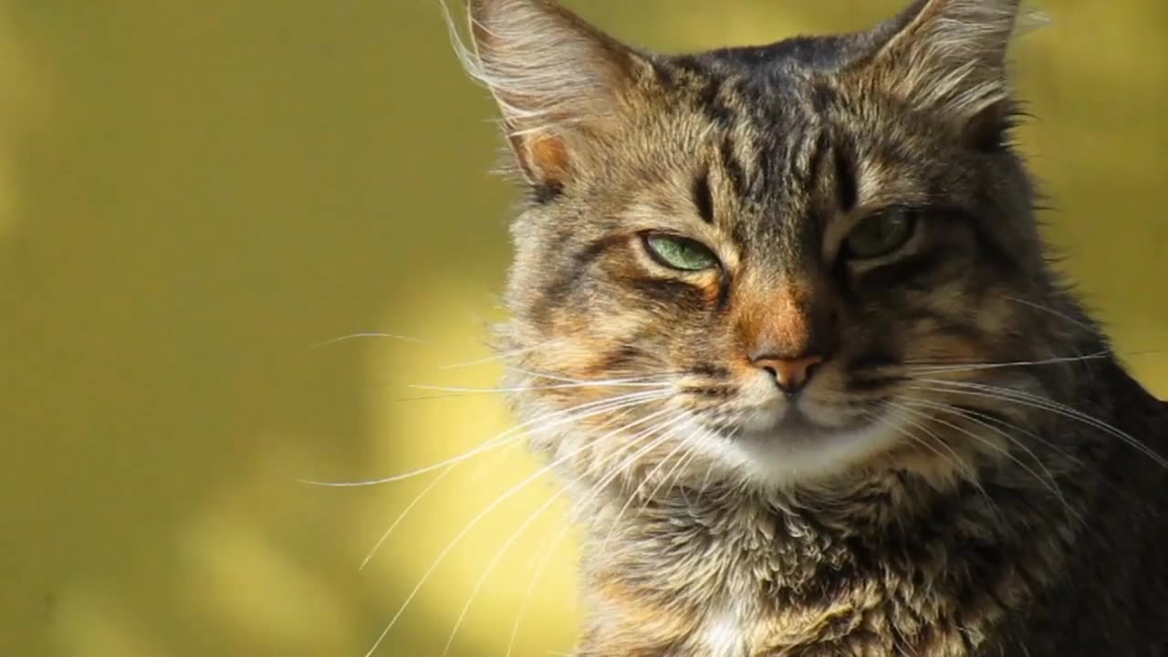It is a very beautiful video of a cute cat 😺😺