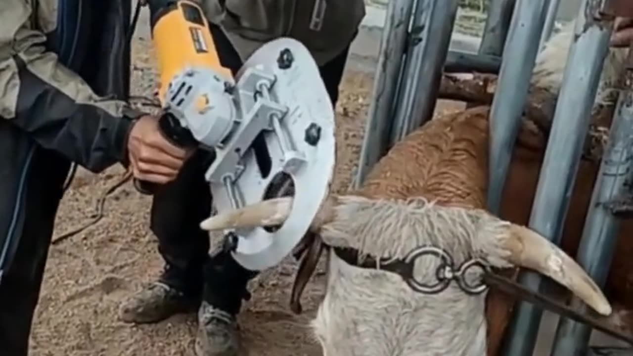 Caring animals