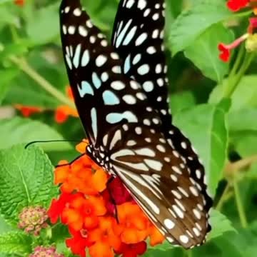 How gorgeous is this? 🦋