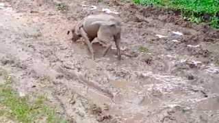 Viola the Dog Play in Mud Looks Like a Pig