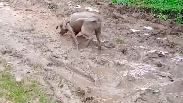 Viola the Dog Play in Mud Looks Like a Pig