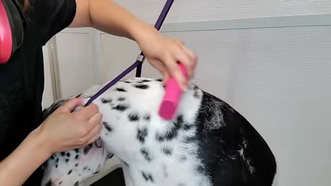 This Dalmatian dogs temperament will SHOCK you