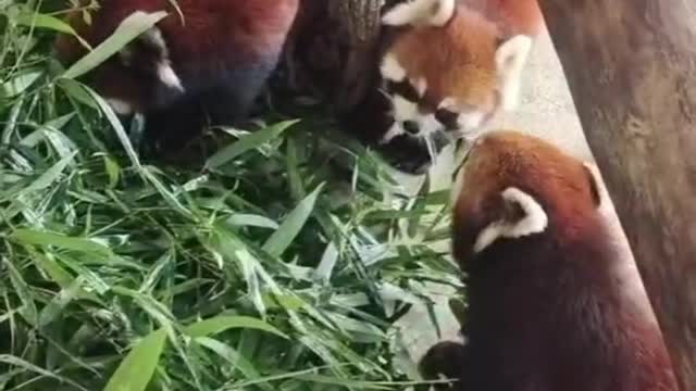 Love to eat bamboo