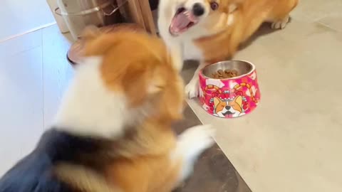Adorable Pups Playful Wrestling