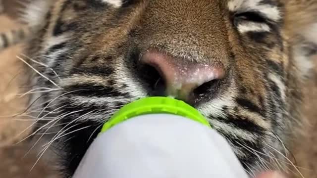 The tiger is drinking milk