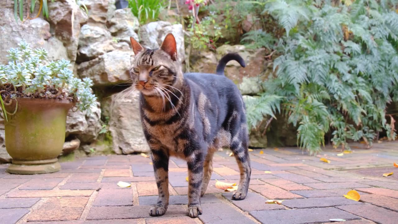 Cats | HD Videos very funny