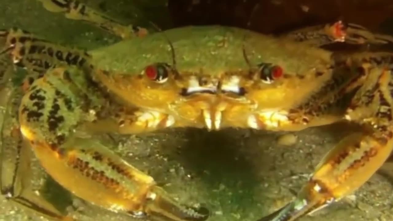 This Parasite Turns Crabs Into Slaves & You Won't Believe How It Controls Them!