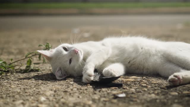 Cat Feline Whiskers Mammal Animal Adorable Kitten