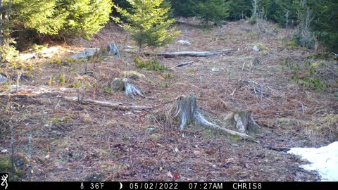 Coyote mating behavior