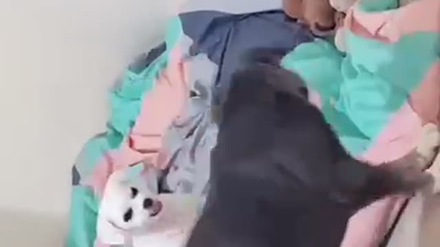 Funny dog video