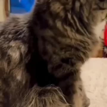 Funny Cats, Funny Dogs, Funny pets,