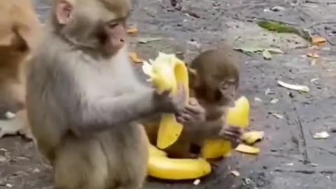 Funny Monkey Eating Banana